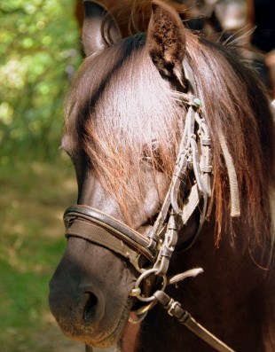 élevage de poneys te de chevaux sur place pour randonnées