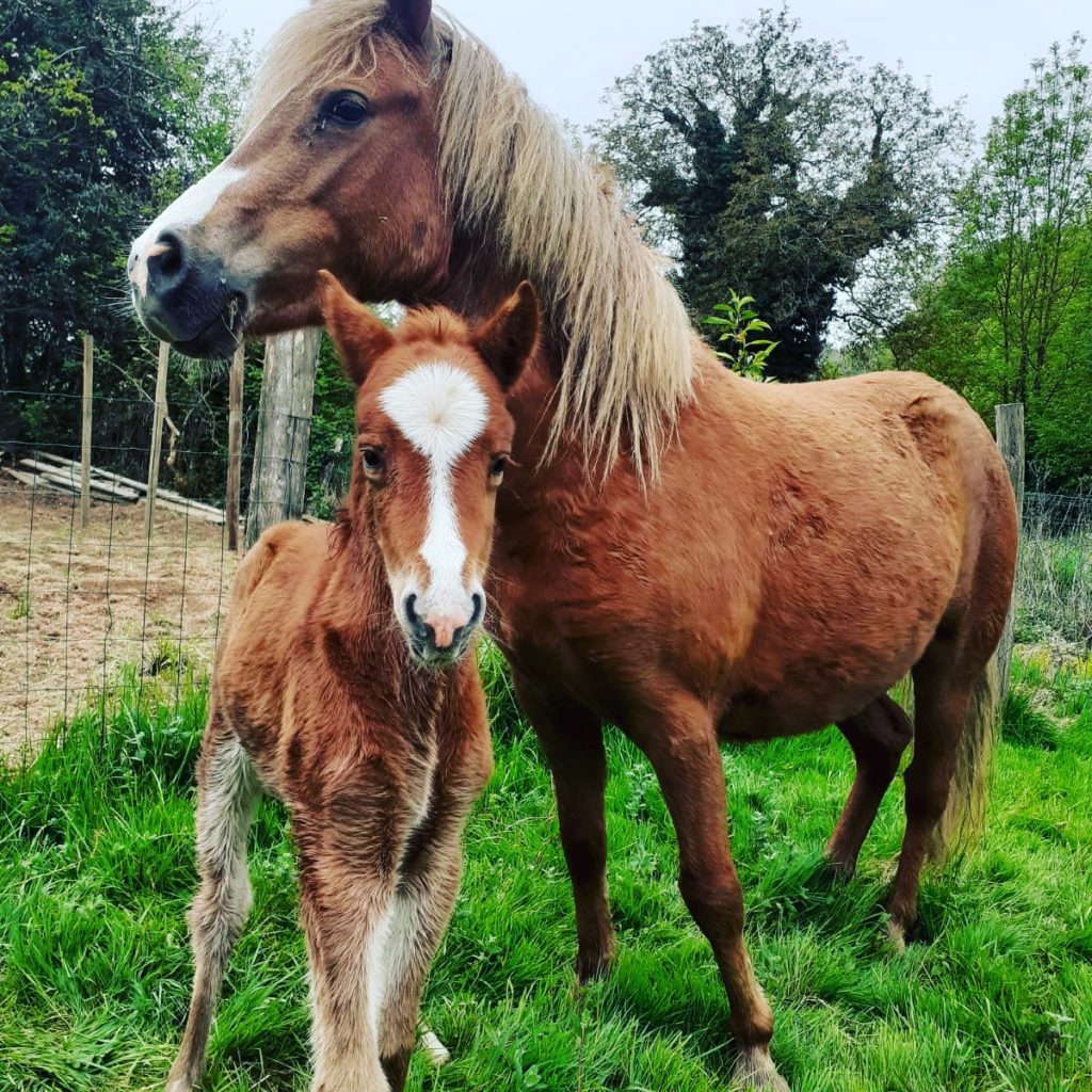 poulain; ferme pédagogique ; naissance ; élevage poneys