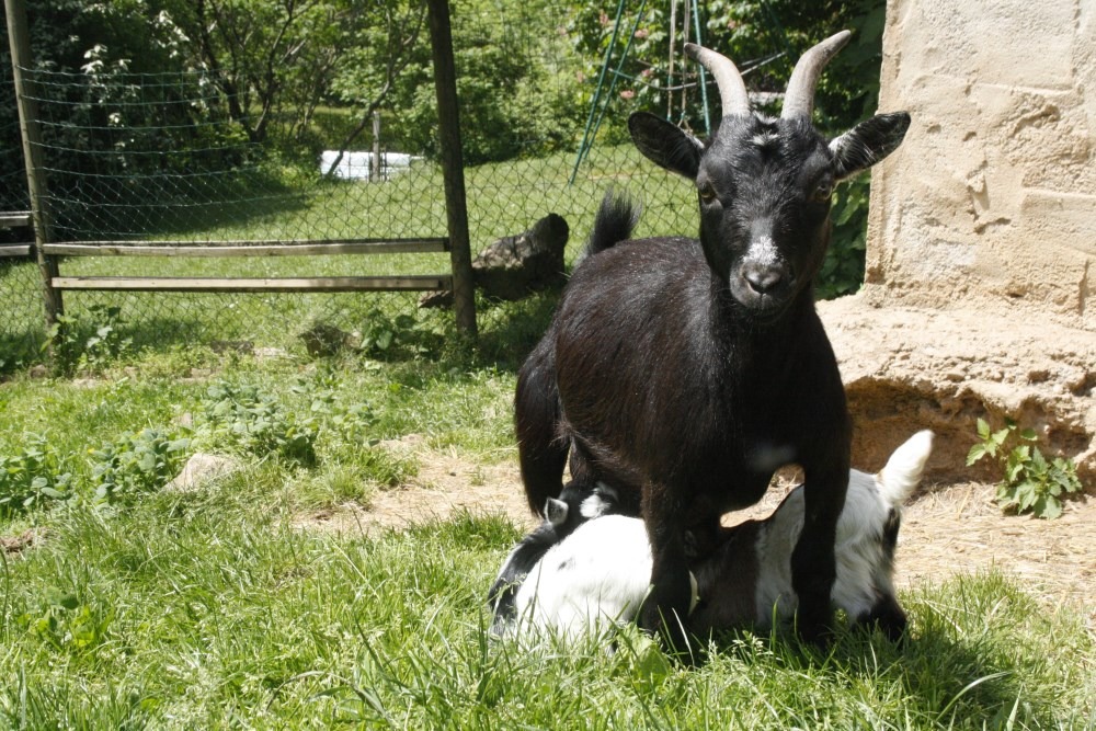 ferme péda tarn chevreaux