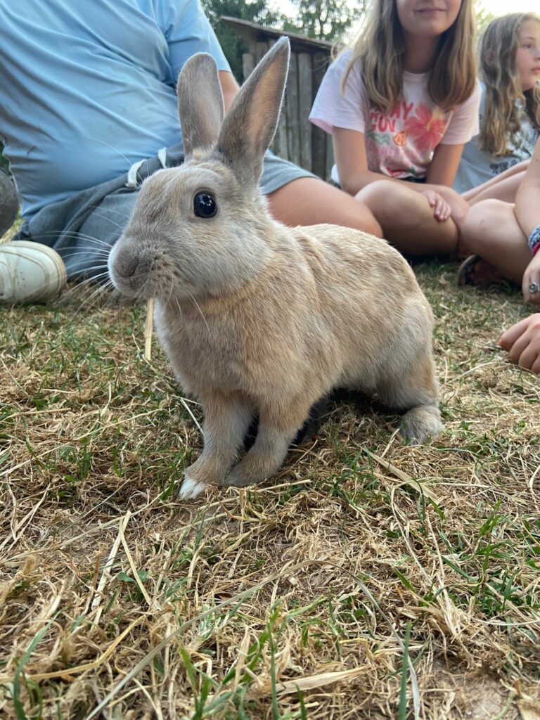 Lapin